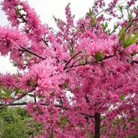 真玛丽苏呀