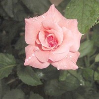 玫瑰花花語
