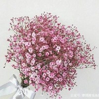 好多花语