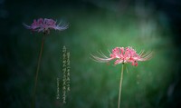 断情后宫