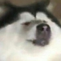 原版复制粘贴