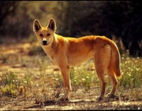 野犬女皇