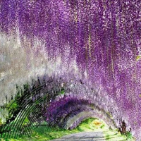 医生日记