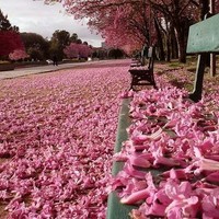 雨天梧桐