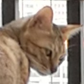 男骗子