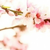桃花债