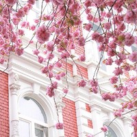 花图集