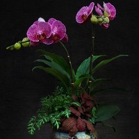 兇殺案