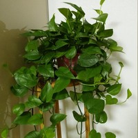 不黑任何人出自創(chuàng)角色