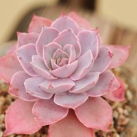 超星覺醒記番外篇