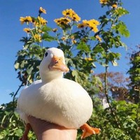 陳久久出品
