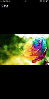七色玫瑰花
