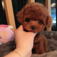 拒绝浏览狗