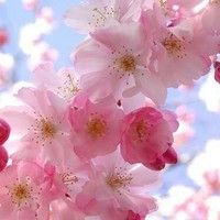 花朵的故事