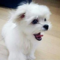 小喵咪
