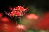 彼岸花之戀