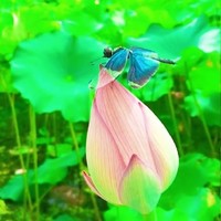 仲夏夜之恋