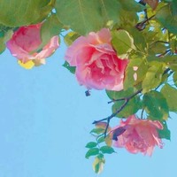 貓的一世辰的一時(shí)