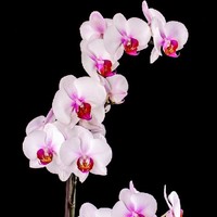 李芊诺