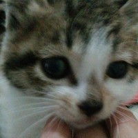 猫狗