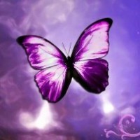 紫蝴蝶之力