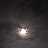 杉杉來吃