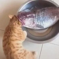 先虐后追火葬场