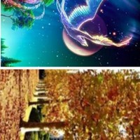 栽下梧桐树自有凤凰来