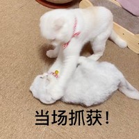 沙雕重生