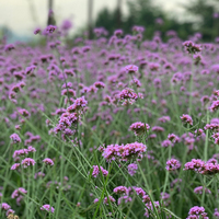 花爷