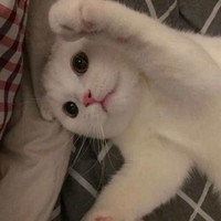 江嫻的書