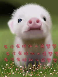 甜文寵文撒糖文