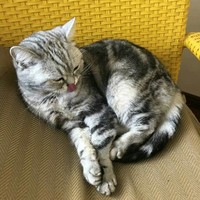 自黑