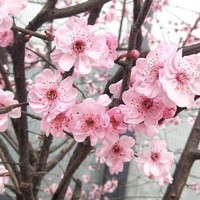 杨超越成毅