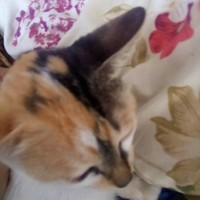 喪尸女皇
