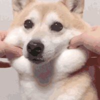 病娇姐姐