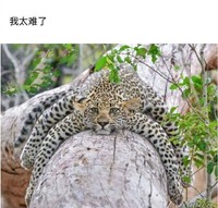 甜文轻虐