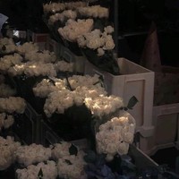 德古拉少女的恋爱日常