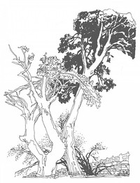 林岳