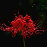 忘忧花店