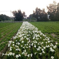 纯情的爱恋