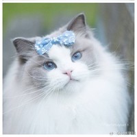 精致猫猫女孩
