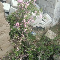 無(wú)雷向CP