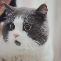 小猫易点点