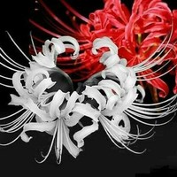 彼岸之主