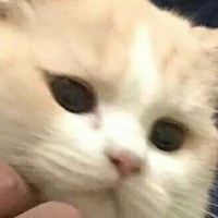 猫主子太凶残