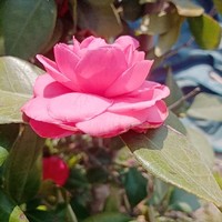 桃花树下