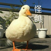 沙雕两作系列