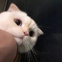 猫奴养成计划
