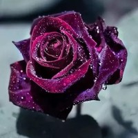 狮布恋